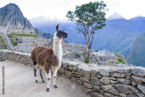Lama in Machu Picchu, Peru © Jan Schuler