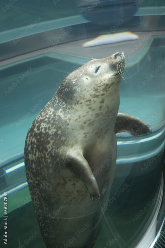 Fototapeta premium あざらし