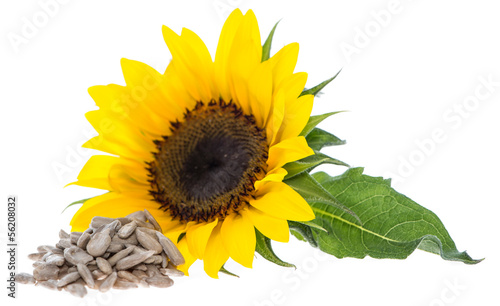 Sunflower with Seeds on white