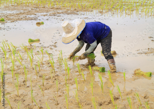 Farmer planting rice