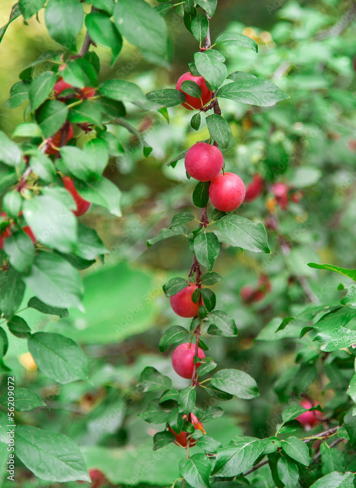 apple tree