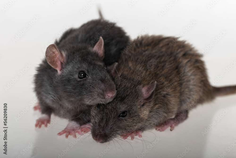 Portrait of two domestic rats Portrait of two domestic rats