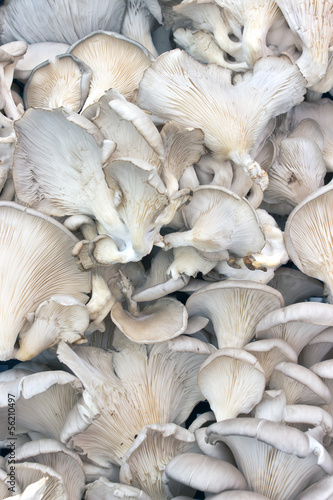 Oyster mushrooms as background