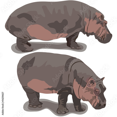 Hippopotamus