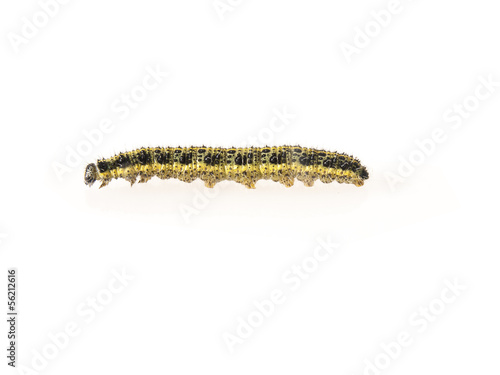 Zebra caterpillar with leaves on a white background