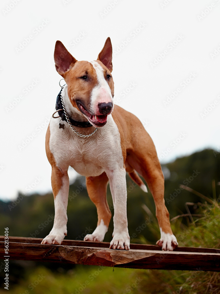 Red English bull terrier.