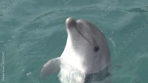 close-ups of funny and curious dolphin