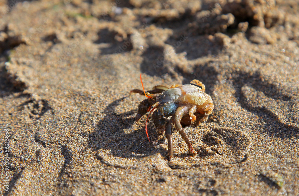 Crab on the sandy beach