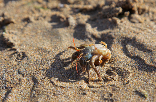 Crab on the sandy beach