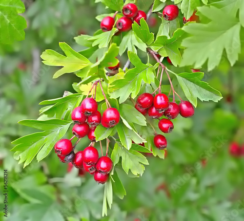 Hawthorn berries in a wood