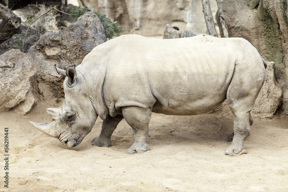 Fototapeta premium Rinoceronte blanco