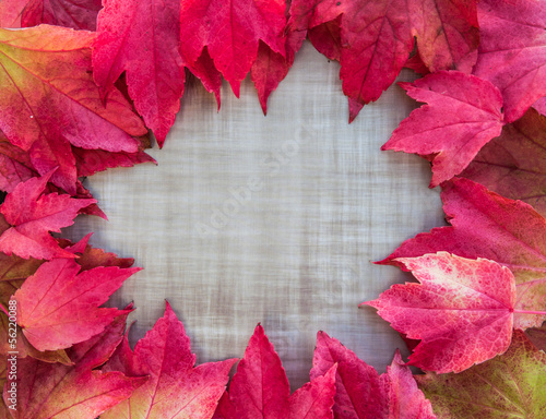 Obraz na plátně autumn background leaves design