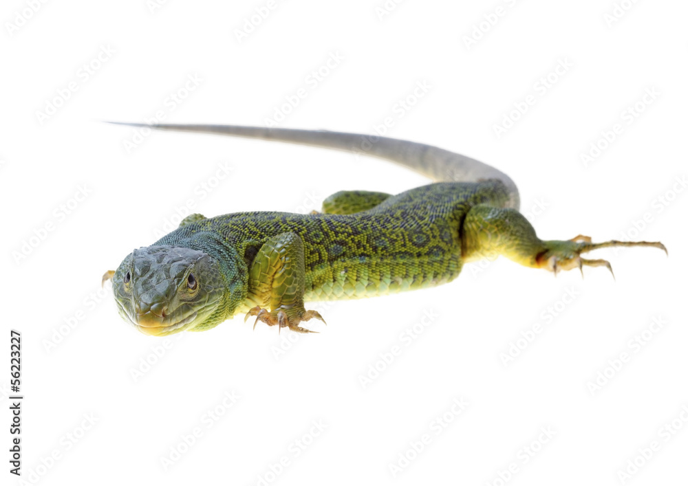 lizard lizard