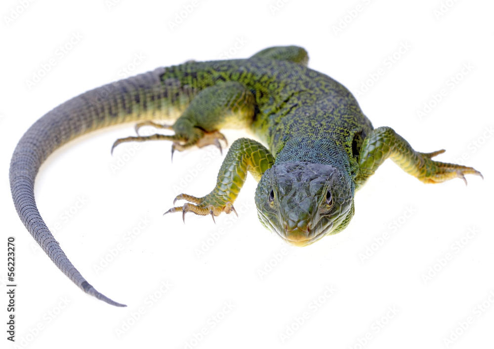Fototapeta premium lizard