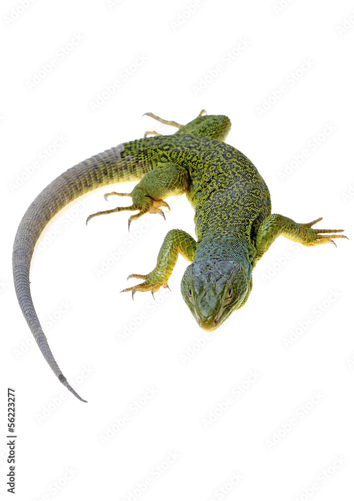 Fototapeta premium lizard
