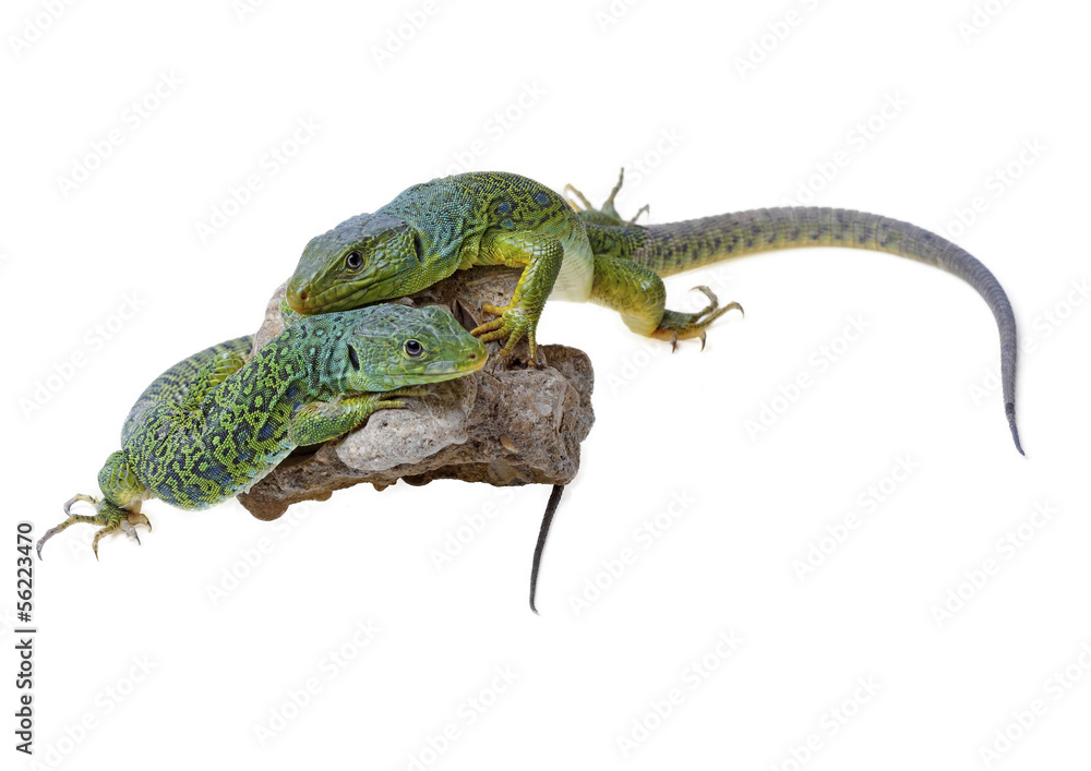lizard lizard