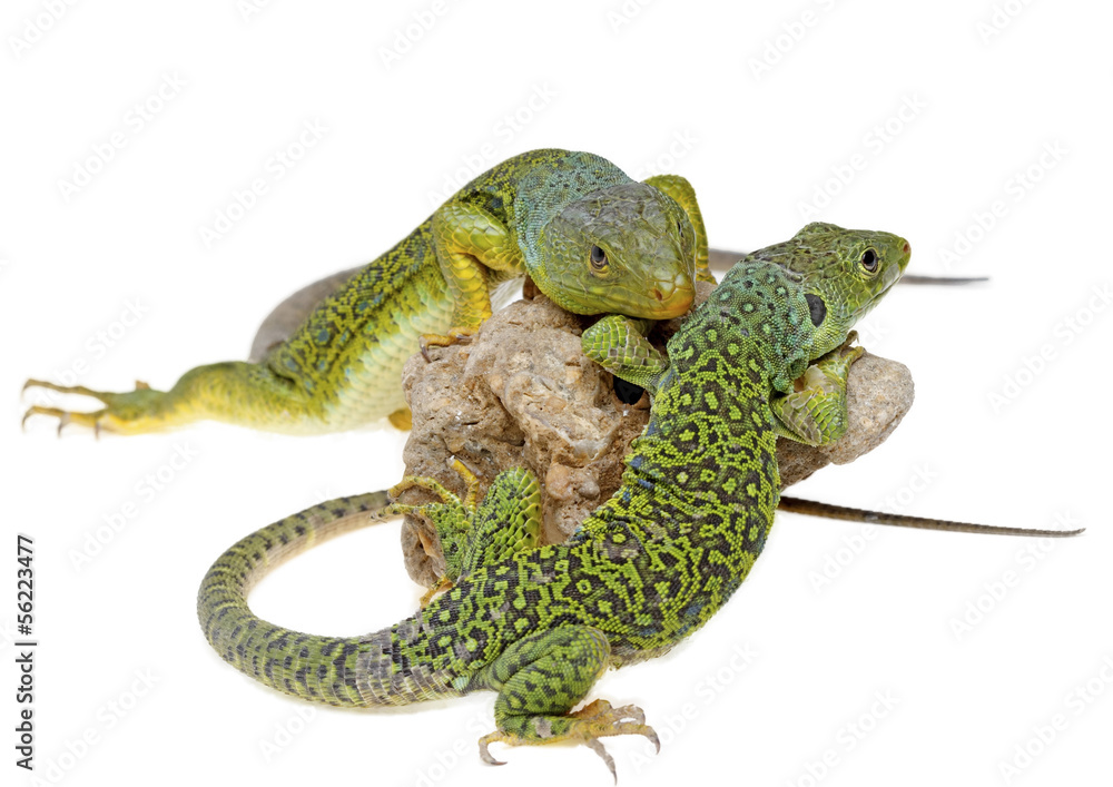 lizard lizard