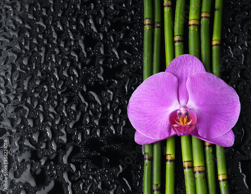 Macro of orchid and bamboo grove on wet black background