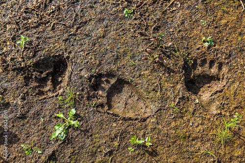 Fresh tracks of a wild bear on the banks of the river