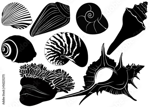 Nautilus seashells  anemones isolated