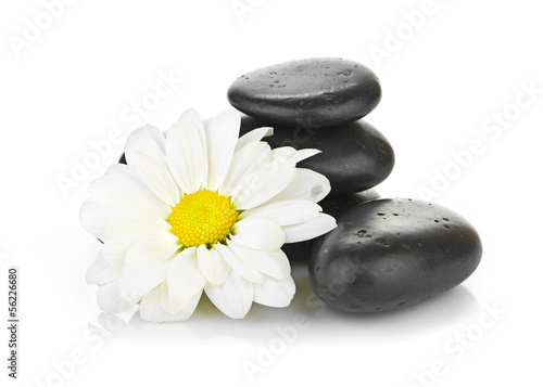 zen basalt stones and daisy isolated on white