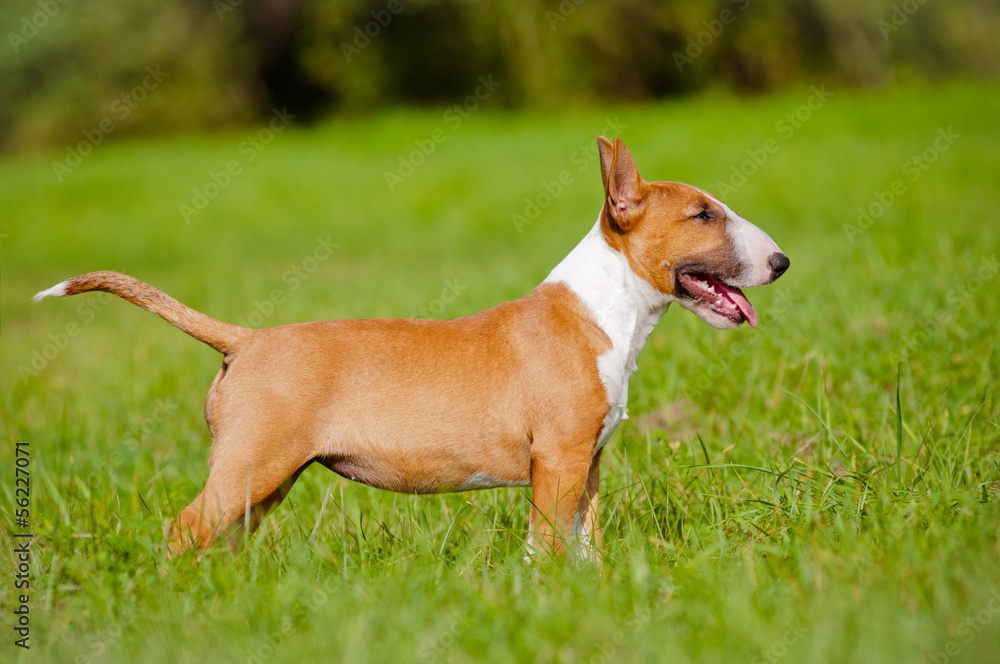 english bull terrier puppy standing outdoors english bull terrier puppy standing outdoors