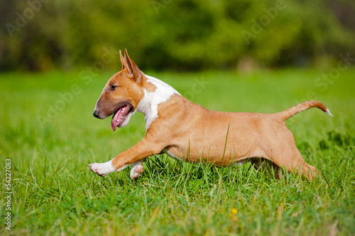bull terrier puppy running on the grass
