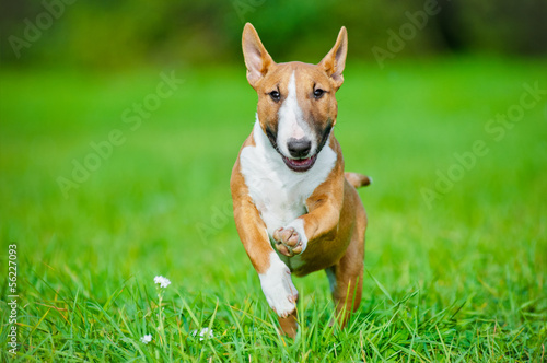 miniature bull terrier puppy running outdoors