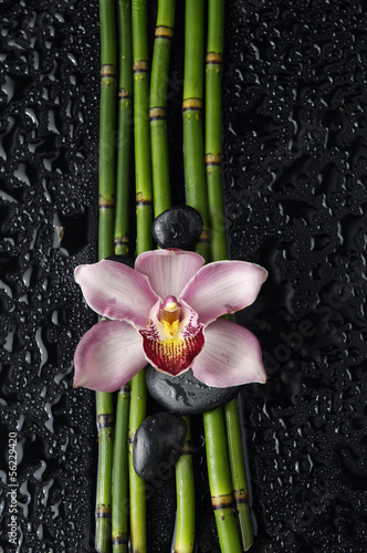 orchid with black stones thin bamboo grove