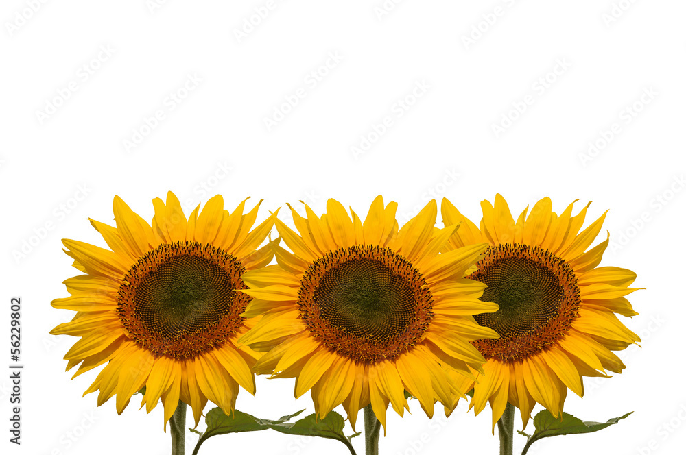 Obraz premium Sonnenblumen