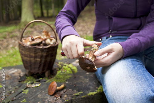 Women cleaning mushroom after Picking, Mushrooming