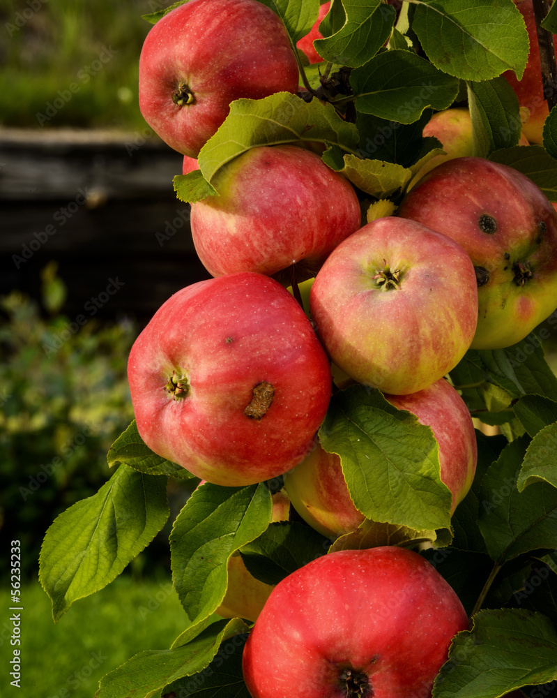 Apples Apples