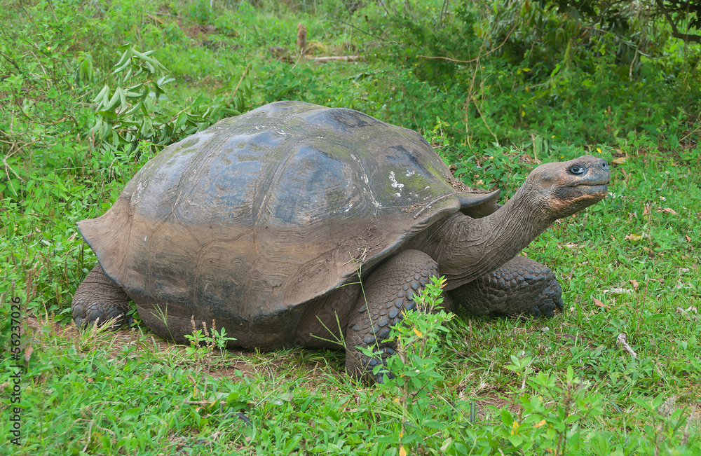 Obraz premium Giant Galapagos tortoise.