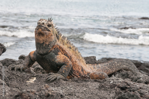 Red male marine Galapagos iguana © doethion