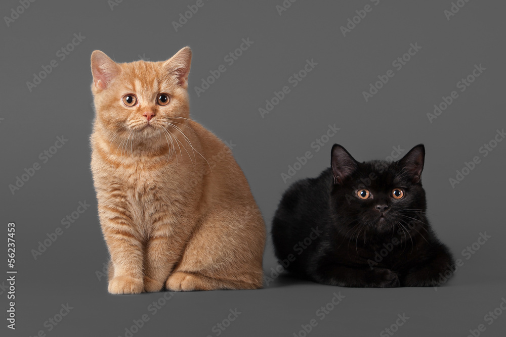 young black and red  british kittens on grey background