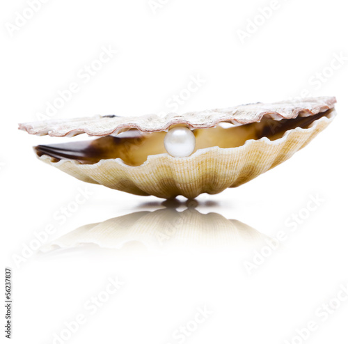 Jakobsmuschel mit Perle