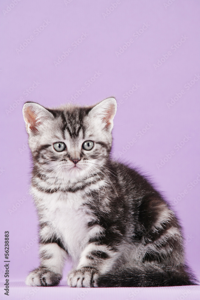 Britisch Kurzhaar Kätzchen silver tabby - british shorthair 