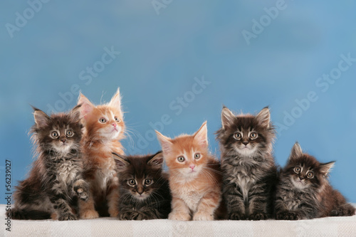 Maine Coon kitten