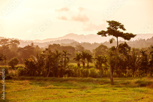 Sunset landscape with green field and palm in Sri Lanka