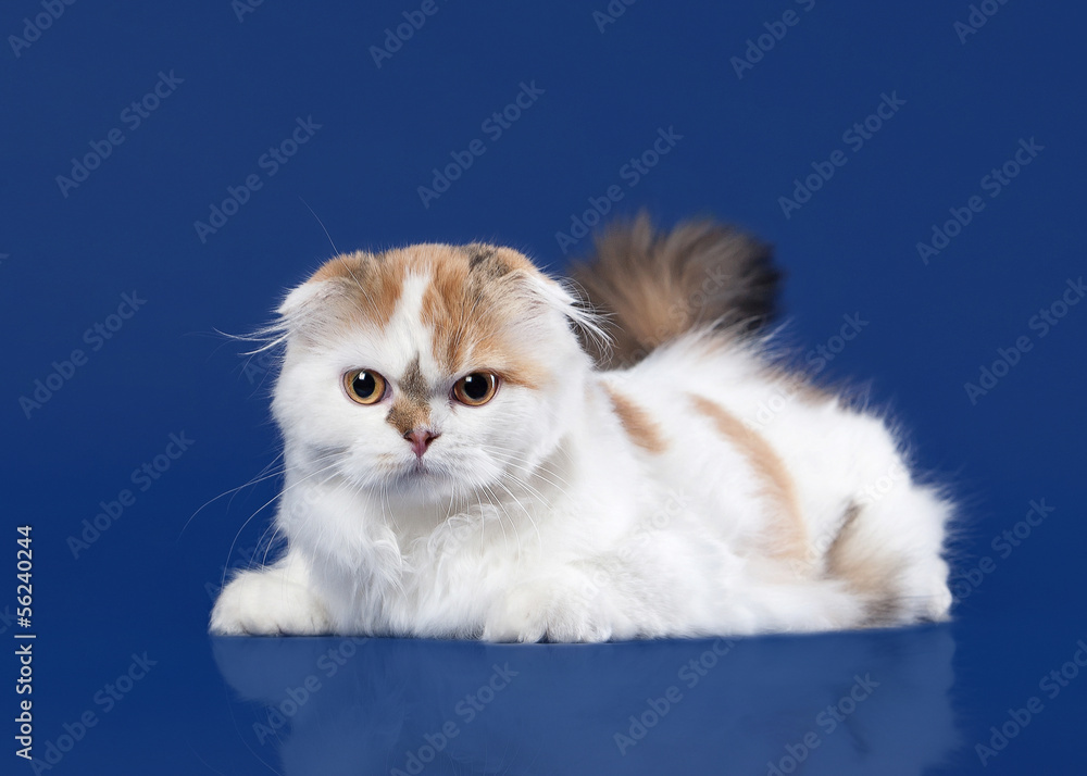 Tortoise scottish highland cat on dark blue background Tortoise scottish highland cat on dark blue background