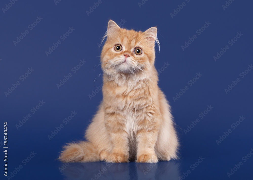Red scottish highland cat on dark blue background Red scottish highland cat on dark blue background
