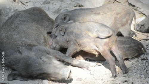 Female Wild boar feeds the babies