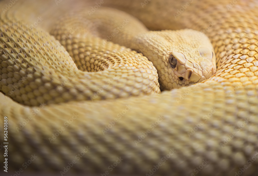 Fototapeta premium Albino Western Diamond Back Rattlesnake
