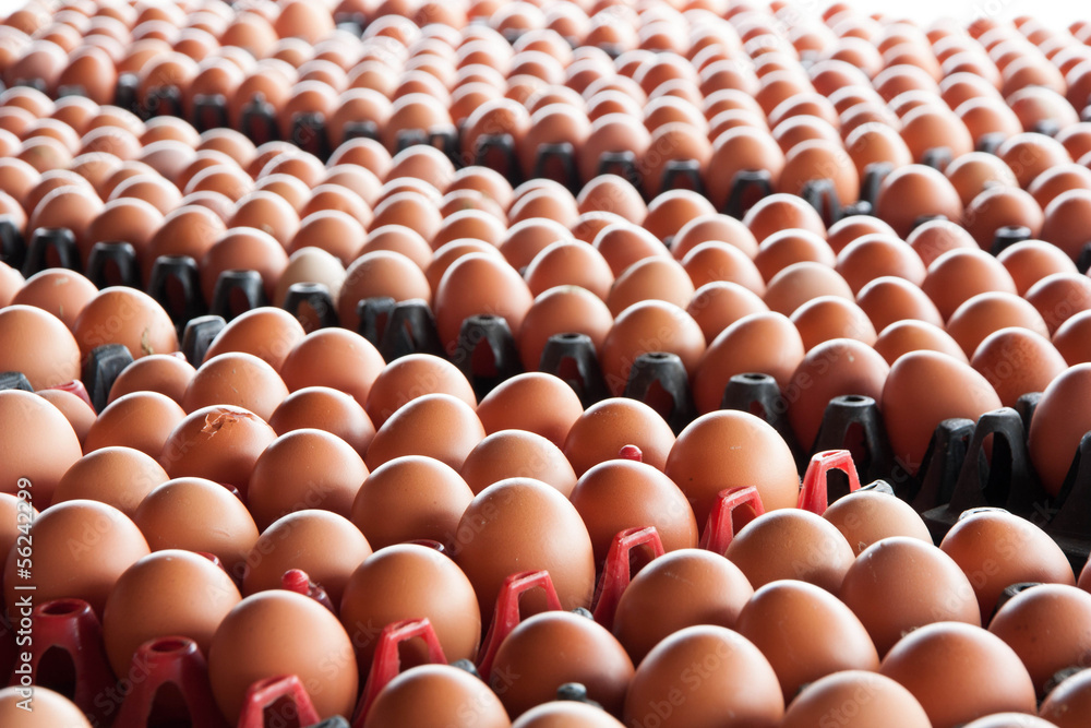 Fototapeta premium Eggs