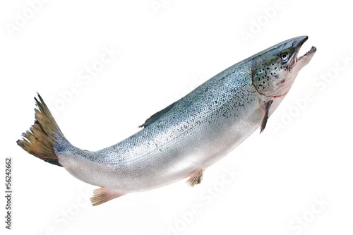 Obraz Atlantic salmon