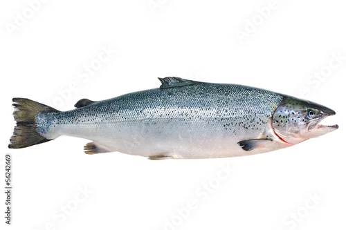 Obraz Łosoś atlantycki