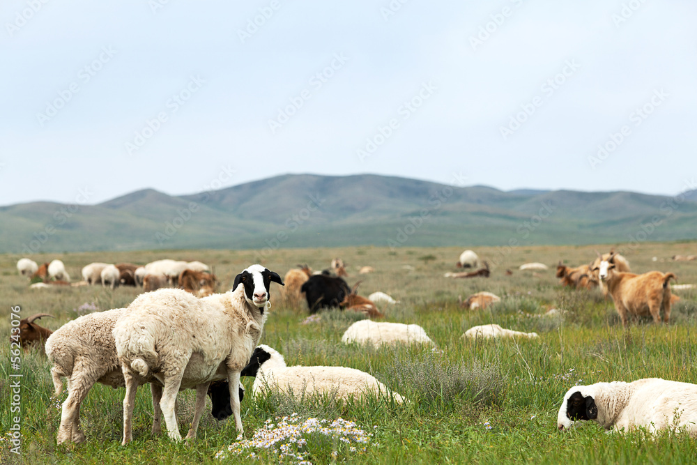 flock of sheep grazing