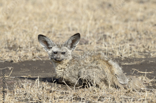 Bat-eared fox with young lying on savannah