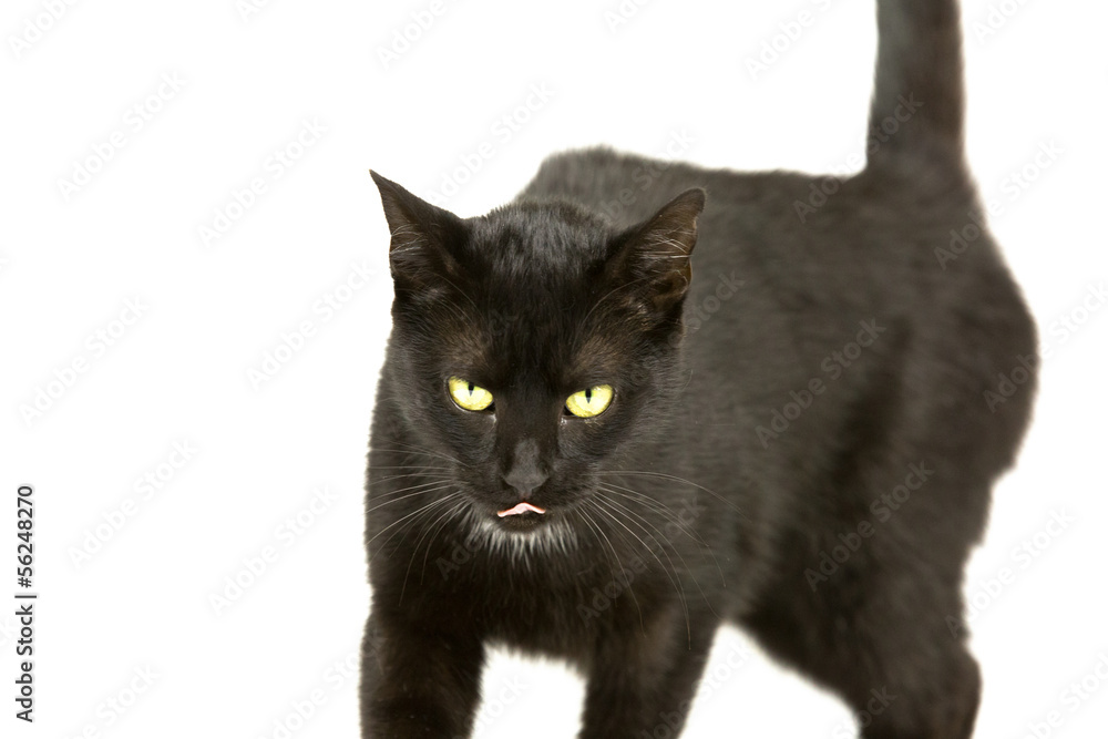 Katze hat Hunger Katze hat Hunger
