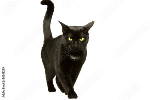 Fototapeta Naklejka Na Ścianę i Meble -  Katze läuft 1